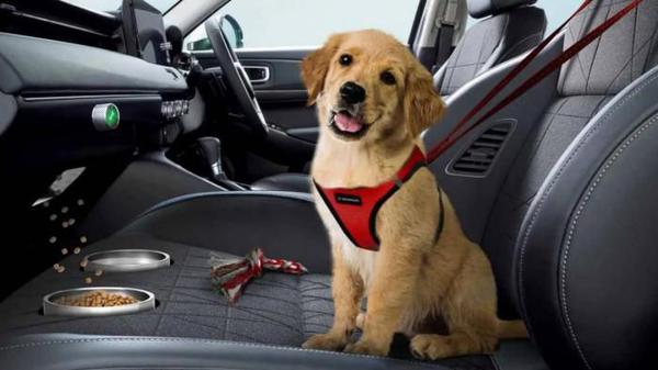 Honda trình làng ghế xe hơi dành cho thú cưng